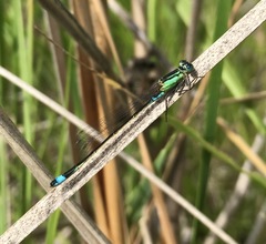 Ischnura aralensis