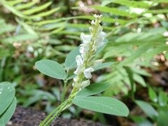 Grona heterocarpos