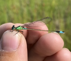 Ischnura aralensis