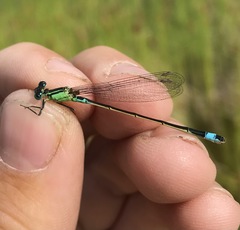 Ischnura aralensis