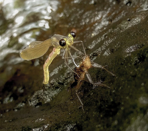 Family Pentaphlebiidae · iNaturalist