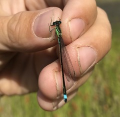 Ischnura aralensis
