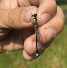 Ischnura aralensis