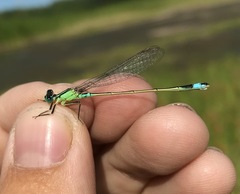 Ischnura aralensis
