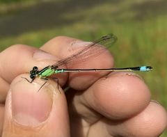 Ischnura aralensis