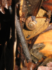 Pterocyclos jousseaumei