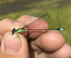 Ischnura aralensis