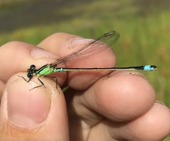 Ischnura aralensis