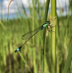 Ischnura aralensis