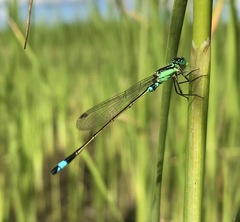 Ischnura aralensis