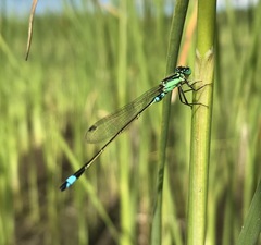 Ischnura aralensis