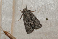 Acronicta megacephala