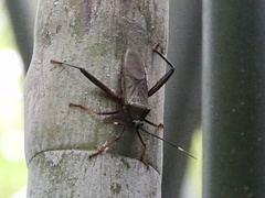 Notobitus