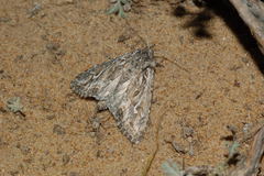 Ctenoceratoda khorgossi