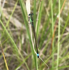 Ischnura aralensis