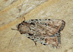 Dichagyris signifera