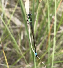 Ischnura aralensis