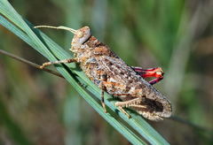 Asiotmethis muricatus