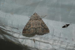 Pericyma albidentaria