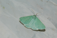 Pseudoterpna simplex