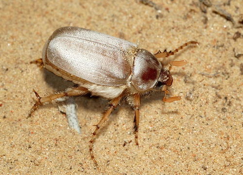Chioneosoma