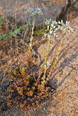 Pseudosedum affine
