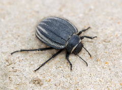 Pterocoma costata