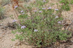 Thymus kirgisorum