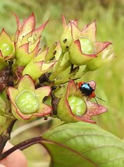 Phyllocharis gracilis