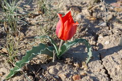 Tulipa