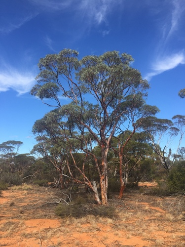 Subspecies Eucalyptus subangusta pusilla · iNaturalist