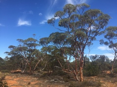 Eucalyptus subangusta pusilla
