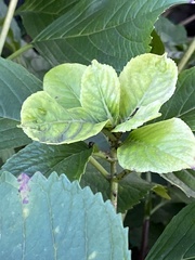 Hydrangea macrophylla