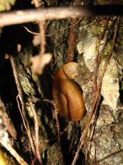 Quantula striata