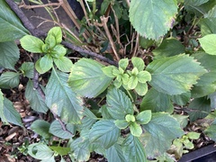 Hydrangea macrophylla