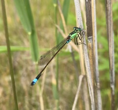Ischnura aralensis