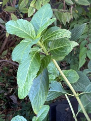 Hydrangea macrophylla