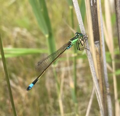Ischnura aralensis
