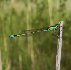 Ischnura aralensis
