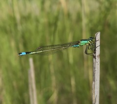 Ischnura aralensis