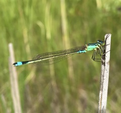 Ischnura aralensis