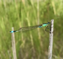 Ischnura aralensis