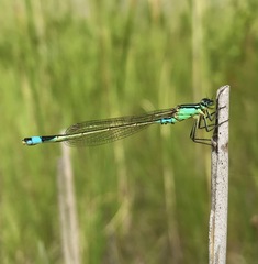 Ischnura aralensis