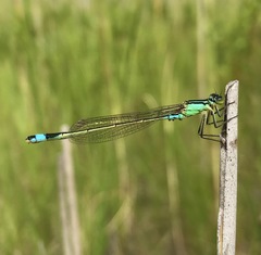 Ischnura aralensis
