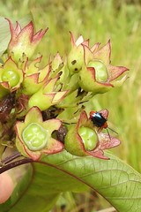 Phyllocharis gracilis