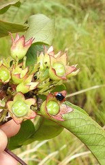 Phyllocharis gracilis