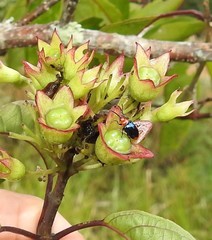 Phyllocharis gracilis