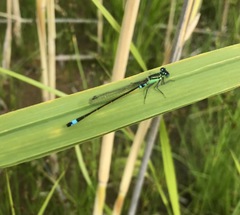 Ischnura aralensis