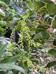 Pieris japonica japonica