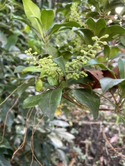 Pieris japonica japonica